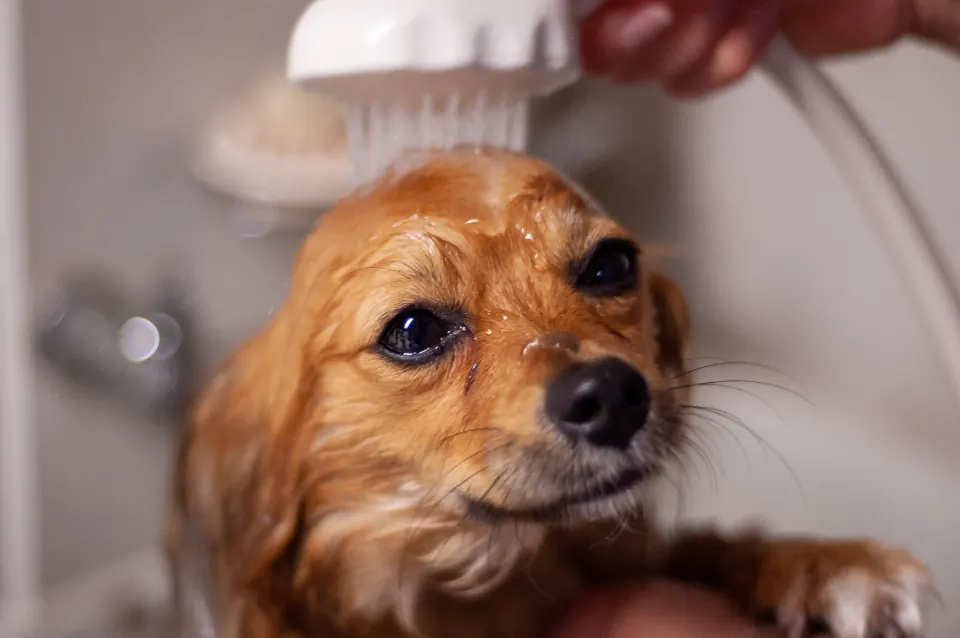 A small dog being washed and brushed